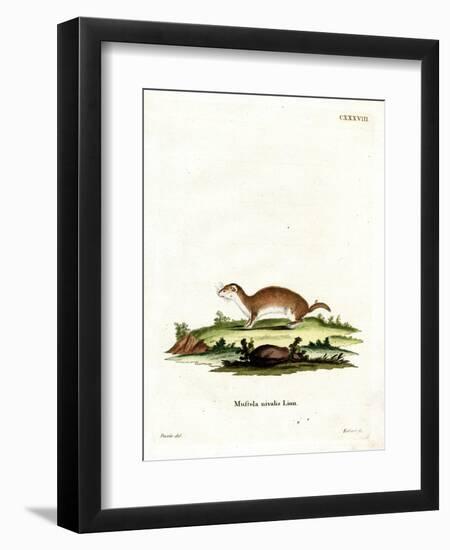 Least Weasel-null-Framed Premium Giclee Print