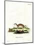 Least Weasel-null-Mounted Premium Giclee Print