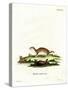 Least Weasel-null-Stretched Canvas
