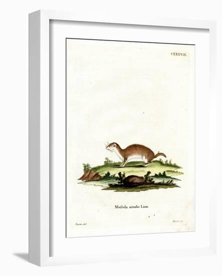 Least Weasel-null-Framed Giclee Print