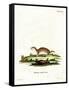 Least Weasel-null-Framed Stretched Canvas