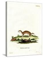 Least Weasel-null-Stretched Canvas