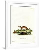 Least Weasel-null-Framed Giclee Print