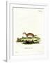 Least Weasel-null-Framed Giclee Print