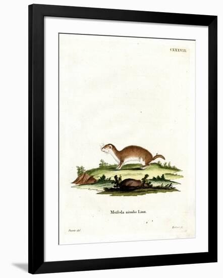 Least Weasel-null-Framed Giclee Print