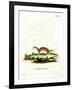 Least Weasel-null-Framed Giclee Print