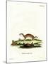 Least Weasel-null-Mounted Giclee Print