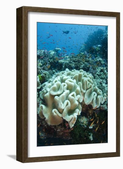 Leather Coral (Alcyonacea), Fiji. Coral Reef Diversity-Pete Oxford-Framed Photographic Print