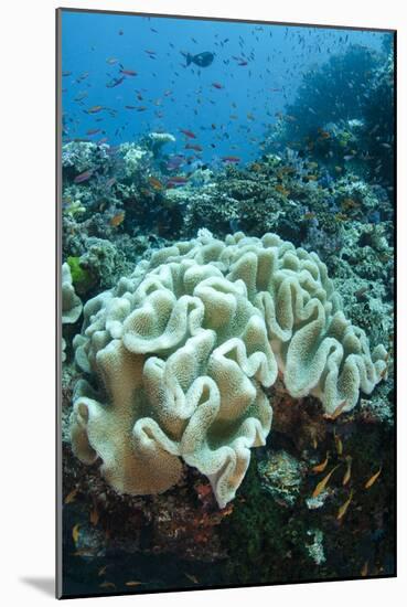Leather Coral (Alcyonacea), Fiji. Coral Reef Diversity-Pete Oxford-Mounted Photographic Print