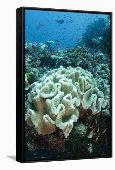 Leather Coral (Alcyonacea), Fiji. Coral Reef Diversity-Pete Oxford-Framed Stretched Canvas