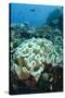 Leather Coral (Alcyonacea), Fiji. Coral Reef Diversity-Pete Oxford-Stretched Canvas