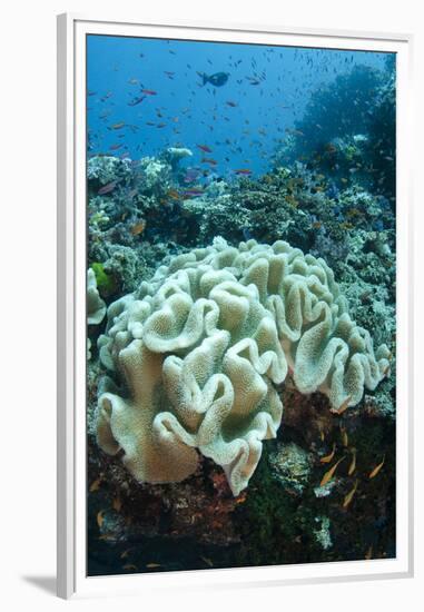 Leather Coral (Alcyonacea), Fiji. Coral Reef Diversity-Pete Oxford-Framed Premium Photographic Print