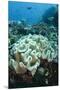 Leather Coral (Alcyonacea), Fiji. Coral Reef Diversity-Pete Oxford-Mounted Premium Photographic Print