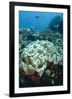 Leather Coral (Alcyonacea), Fiji. Coral Reef Diversity-Pete Oxford-Framed Premium Photographic Print