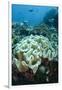 Leather Coral (Alcyonacea), Fiji. Coral Reef Diversity-Pete Oxford-Framed Photographic Print