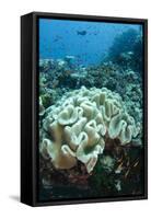 Leather Coral (Alcyonacea), Fiji. Coral Reef Diversity-Pete Oxford-Framed Stretched Canvas