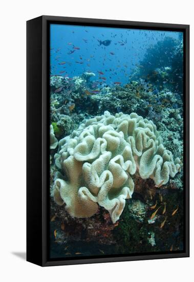 Leather Coral (Alcyonacea), Fiji. Coral Reef Diversity-Pete Oxford-Framed Stretched Canvas