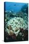 Leather Coral (Alcyonacea), Fiji. Coral Reef Diversity-Pete Oxford-Stretched Canvas