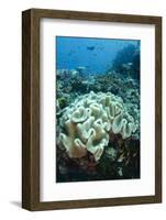 Leather Coral (Alcyonacea), Fiji. Coral Reef Diversity-Pete Oxford-Framed Photographic Print