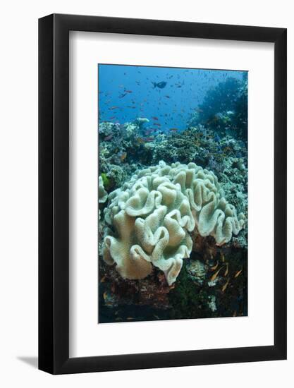 Leather Coral (Alcyonacea), Fiji. Coral Reef Diversity-Pete Oxford-Framed Photographic Print