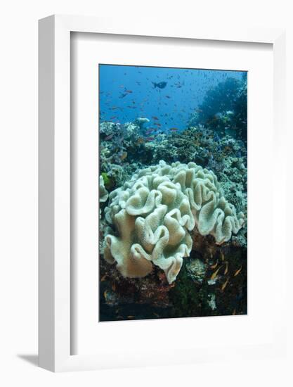 Leather Coral (Alcyonacea), Fiji. Coral Reef Diversity-Pete Oxford-Framed Photographic Print