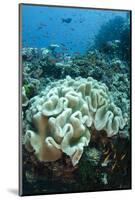 Leather Coral (Alcyonacea), Fiji. Coral Reef Diversity-Pete Oxford-Mounted Photographic Print