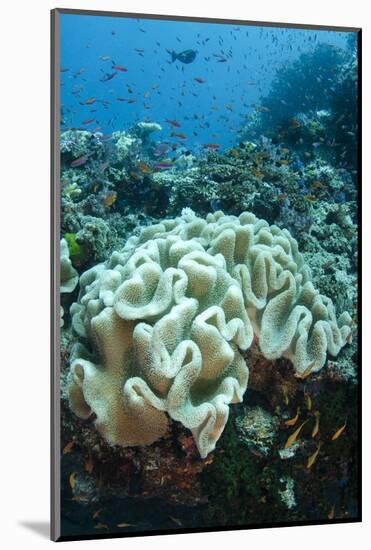 Leather Coral (Alcyonacea), Fiji. Coral Reef Diversity-Pete Oxford-Mounted Photographic Print