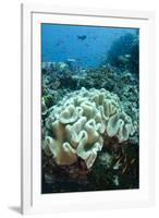 Leather Coral (Alcyonacea), Fiji. Coral Reef Diversity-Pete Oxford-Framed Photographic Print