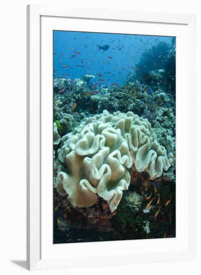 Leather Coral (Alcyonacea), Fiji. Coral Reef Diversity-Pete Oxford-Framed Photographic Print