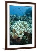 Leather Coral (Alcyonacea), Fiji. Coral Reef Diversity-Pete Oxford-Framed Photographic Print