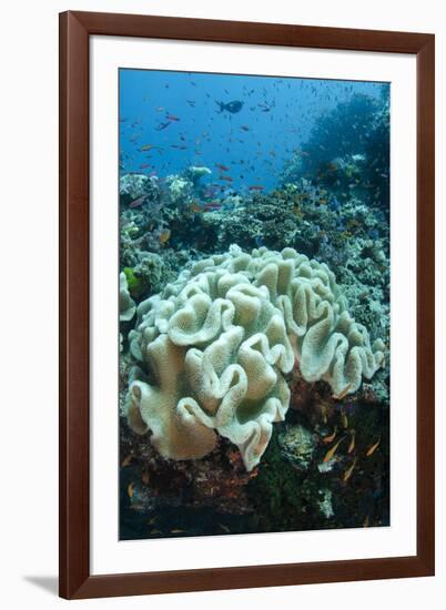 Leather Coral (Alcyonacea), Fiji. Coral Reef Diversity-Pete Oxford-Framed Photographic Print