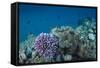 Leather Coral (Alcyonacea), Fiji. Coral Reef Diversity-Pete Oxford-Framed Stretched Canvas