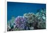 Leather Coral (Alcyonacea), Fiji. Coral Reef Diversity-Pete Oxford-Framed Premium Photographic Print