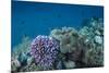 Leather Coral (Alcyonacea), Fiji. Coral Reef Diversity-Pete Oxford-Mounted Premium Photographic Print