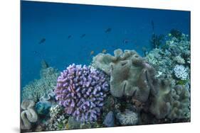 Leather Coral (Alcyonacea), Fiji. Coral Reef Diversity-Pete Oxford-Mounted Premium Photographic Print