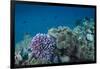 Leather Coral (Alcyonacea), Fiji. Coral Reef Diversity-Pete Oxford-Framed Premium Photographic Print