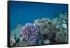 Leather Coral (Alcyonacea), Fiji. Coral Reef Diversity-Pete Oxford-Framed Stretched Canvas