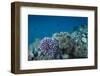 Leather Coral (Alcyonacea), Fiji. Coral Reef Diversity-Pete Oxford-Framed Photographic Print