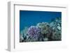 Leather Coral (Alcyonacea), Fiji. Coral Reef Diversity-Pete Oxford-Framed Photographic Print