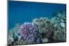 Leather Coral (Alcyonacea), Fiji. Coral Reef Diversity-Pete Oxford-Mounted Photographic Print