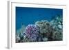 Leather Coral (Alcyonacea), Fiji. Coral Reef Diversity-Pete Oxford-Framed Photographic Print