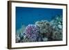 Leather Coral (Alcyonacea), Fiji. Coral Reef Diversity-Pete Oxford-Framed Photographic Print