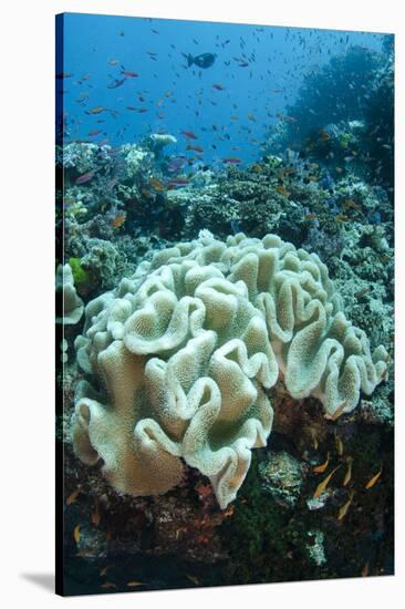 Leather Coral (Alcyonacea), Fiji. Coral Reef Diversity-Pete Oxford-Stretched Canvas