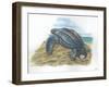 Leatherback Sea Turtle Dermochelys Coriacea Laying Eggs-null-Framed Giclee Print