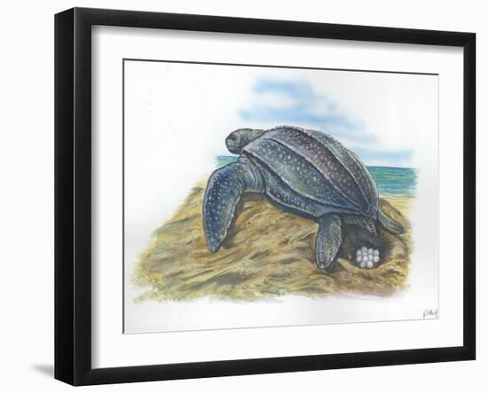 Leatherback Sea Turtle Dermochelys Coriacea Laying Eggs-null-Framed Giclee Print