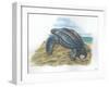 Leatherback Sea Turtle Dermochelys Coriacea Laying Eggs-null-Framed Giclee Print