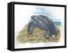 Leatherback Sea Turtle Dermochelys Coriacea Laying Eggs-null-Framed Stretched Canvas