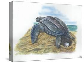Leatherback Sea Turtle Dermochelys Coriacea Laying Eggs-null-Stretched Canvas