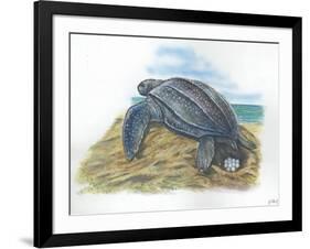 Leatherback Sea Turtle Dermochelys Coriacea Laying Eggs-null-Framed Giclee Print