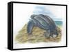 Leatherback Sea Turtle Dermochelys Coriacea Laying Eggs-null-Framed Stretched Canvas